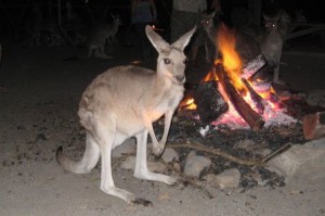 kangaroofire